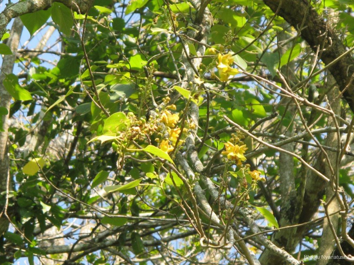 Gmelina arborea Roxb. ex Sm.